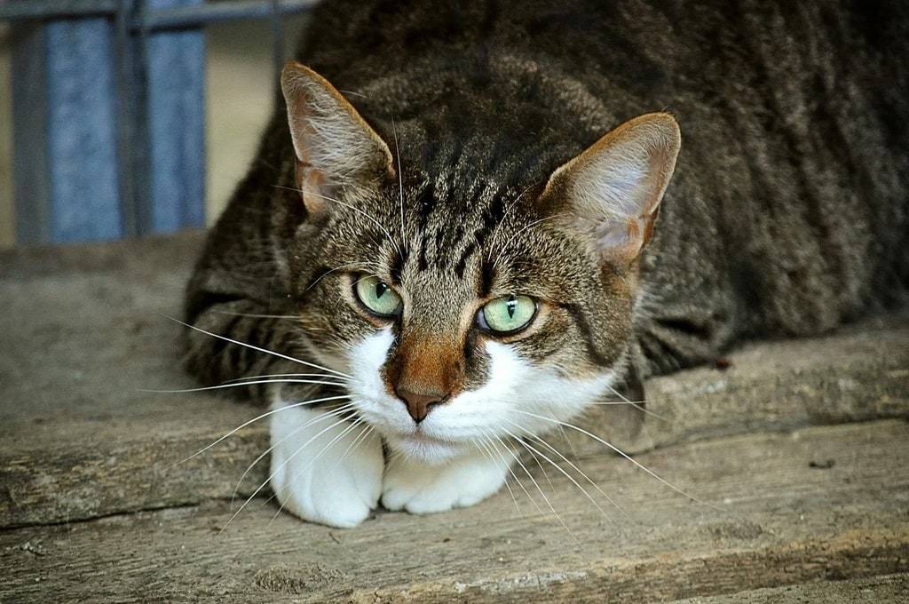 Les meilleurs conseils pour bien vous occuper de votre chat